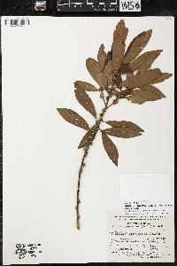 Myrsine coriacea subsp. coriacea image