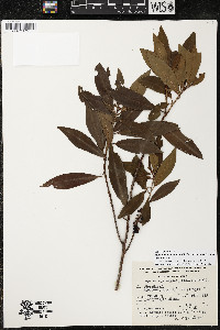 Myrsine coriacea subsp. coriacea image