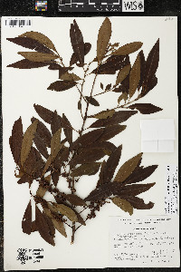 Myrsine coriacea subsp. coriacea image