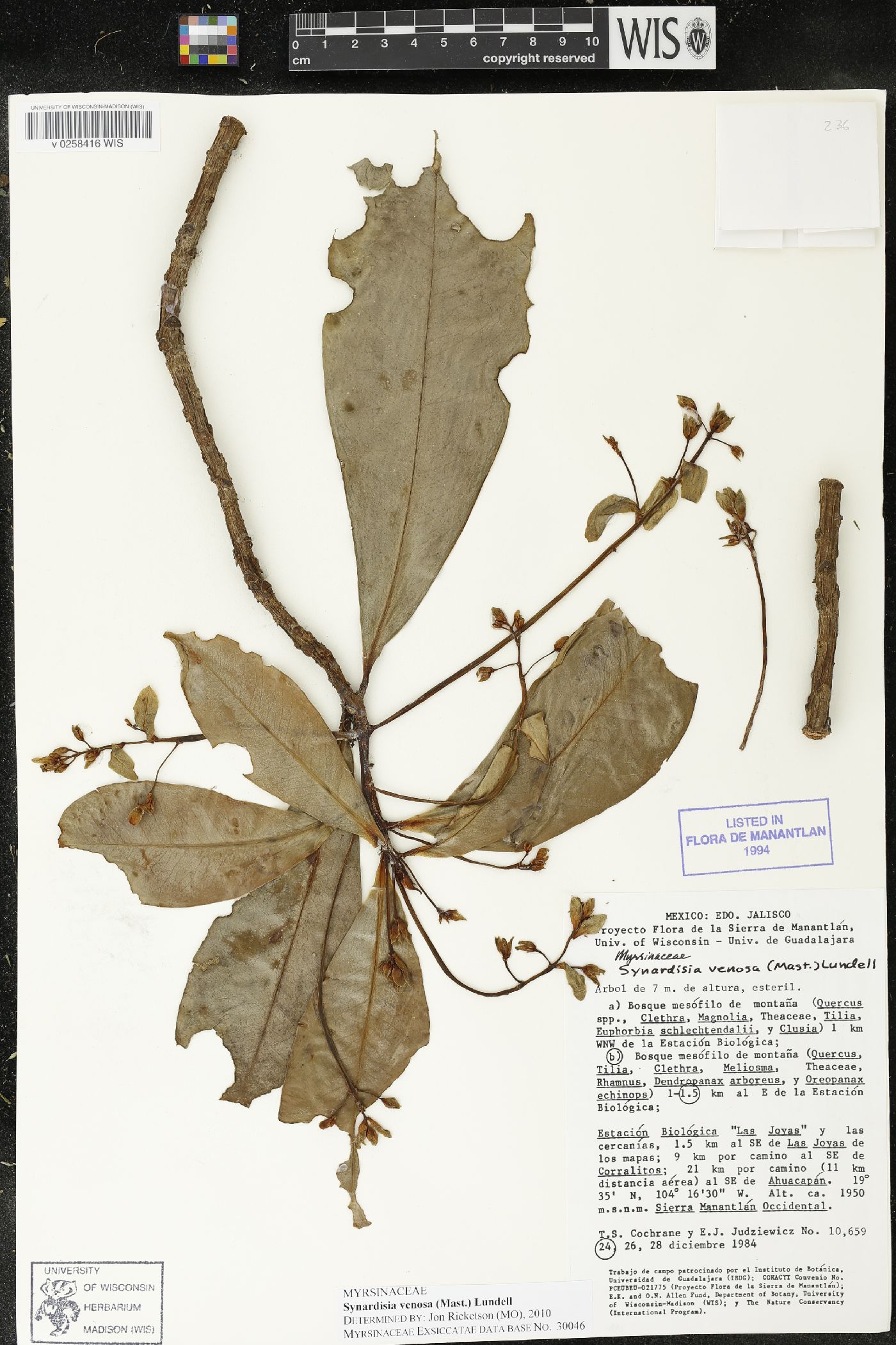 Synardisia image