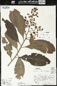 Parathesis donnell-smithii image