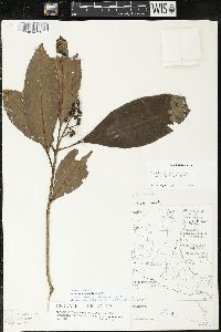 Parathesis donnell-smithii image