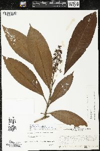 Parathesis donnell-smithii image