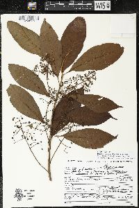 Parathesis melanosticta image