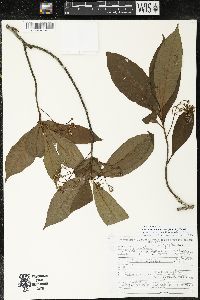 Parathesis melanosticta image