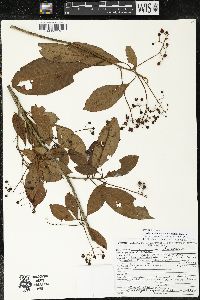 Parathesis melanosticta image
