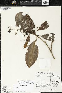 Parathesis donnell-smithii image