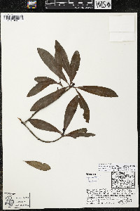 Myrsine juergensenii image