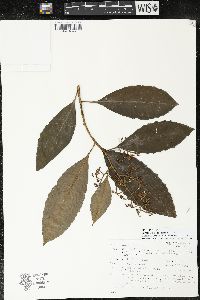 Parathesis donnell-smithii image
