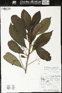 Parathesis melanosticta image