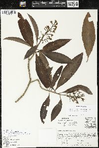 Parathesis donnell-smithii image