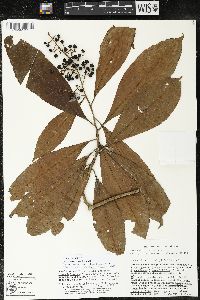 Parathesis rosea image