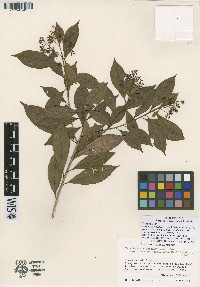 Parathesis breedlovei image