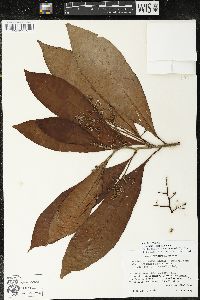 Parathesis leptopa image