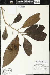 Parathesis leptopa image