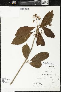 Parathesis leptopa image