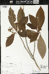 Parathesis leptopa image