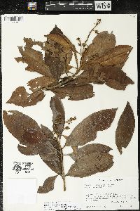 Parathesis donnell-smithii image