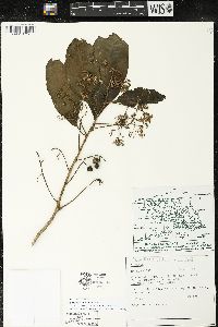 Parathesis villosa image