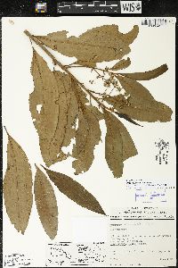 Parathesis villosa image
