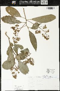 Parathesis villosa image