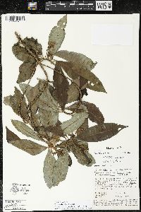 Parathesis villosa image