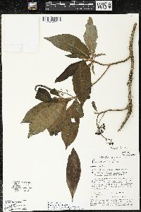 Parathesis villosa image