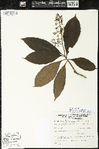 Parathesis donnell-smithii image
