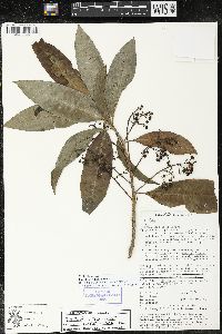 Parathesis villosa image
