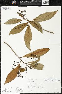 Parathesis villosa image
