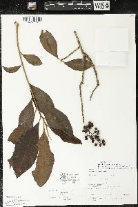 Parathesis donnell-smithii image