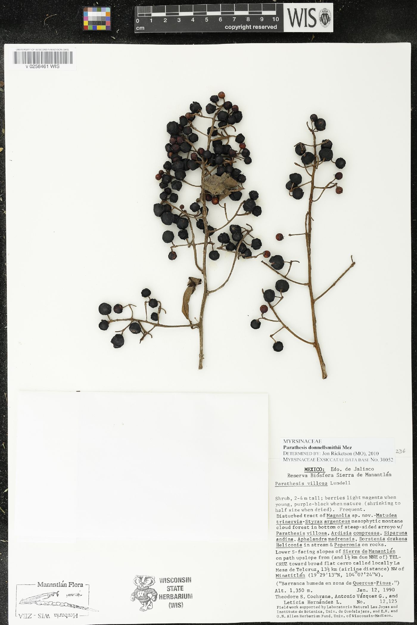 Parathesis donnell-smithii image