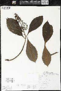 Parathesis donnell-smithii image
