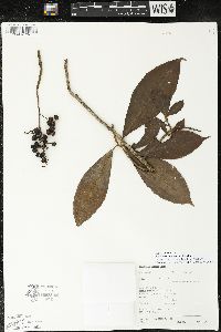 Parathesis donnell-smithii image
