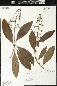Parathesis donnell-smithii image