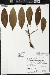Myrsine juergensenii image