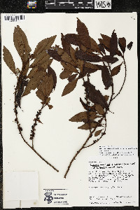 Myrsine coriacea subsp. coriacea image