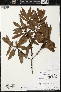 Myrsine coriacea subsp. coriacea image