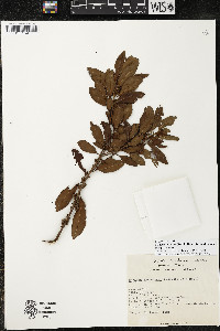 Myrsine coriacea subsp. coriacea image