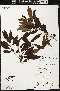 Myrsine coriacea subsp. coriacea image