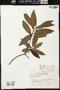 Myrsine coriacea subsp. coriacea image