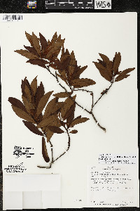 Myrsine coriacea subsp. coriacea image