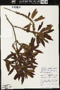 Myrsine coriacea subsp. coriacea image