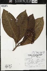 Ardisia verapazensis subsp. verapazensis image