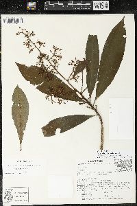 Image of Parathesis columnaris