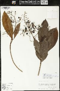 Parathesis donnell-smithii image