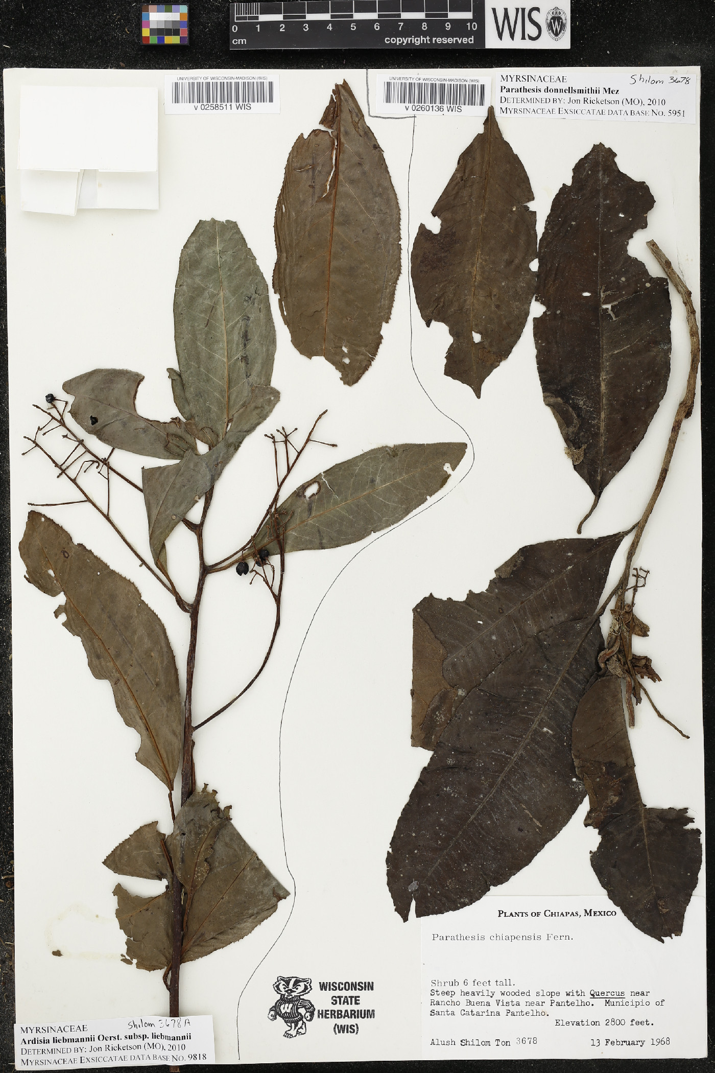 Ardisia liebmannii subsp. liebmannii image