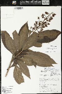 Parathesis donnell-smithii image