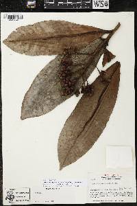Ardisia verapazensis subsp. verapazensis image