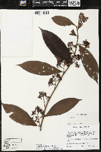 Ardisia guianensis image